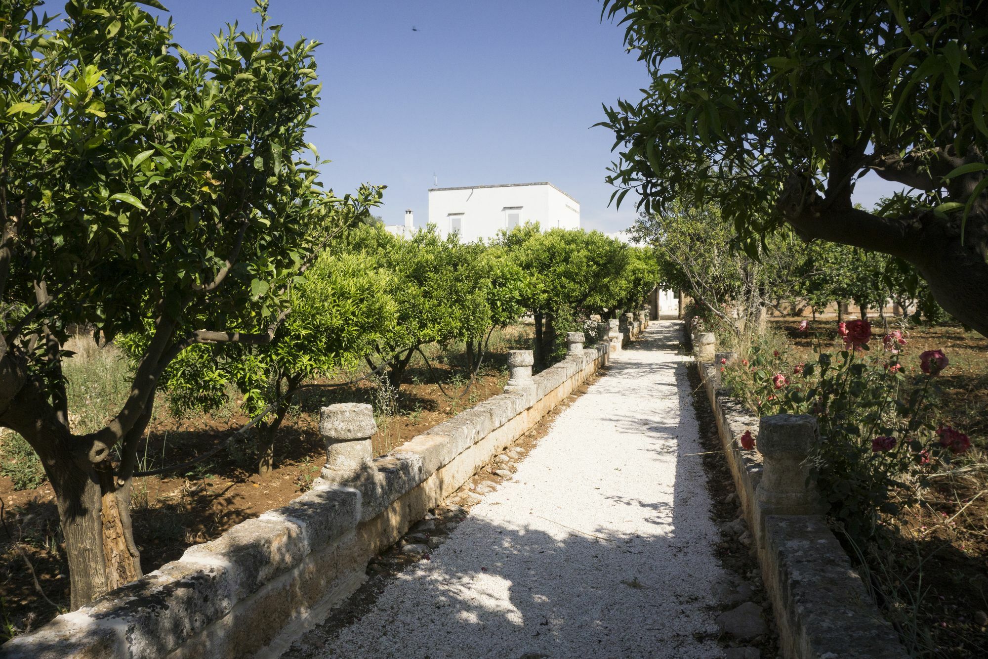 Masseria Capece Pezze Di Greco Exterior foto